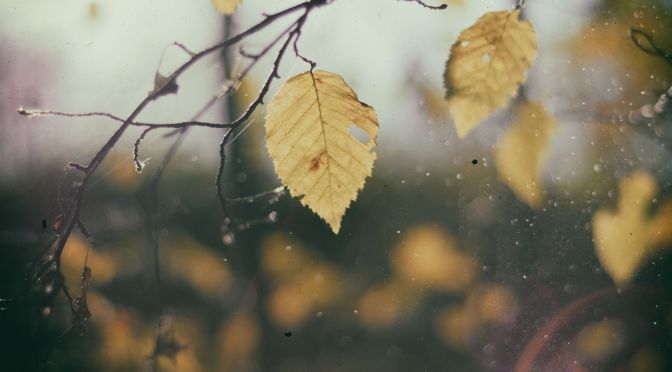 leaf_autumn